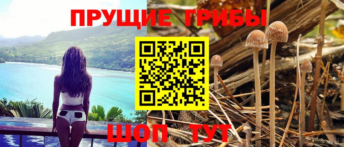 Галлюциногенные грибы Psilocybe Арсеньев